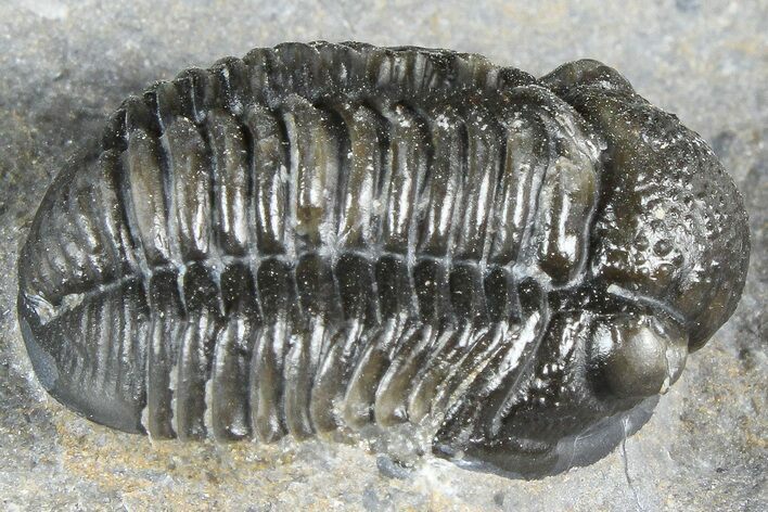 Detailed Gerastos Trilobite Fossil - Morocco #363935
